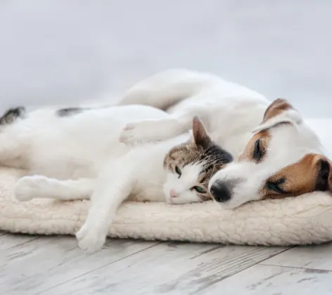 A small white and brown dog and cat sleeping together inside on a blanket 